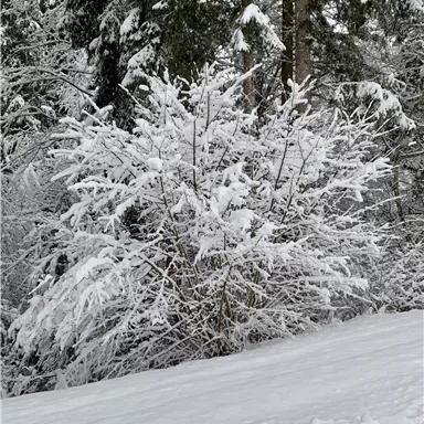 Ein schneebedeckter Strauch in einer winterlichen Landschaft. Der Schnee bedeckt den Boden und die Bäume um ihn herum.