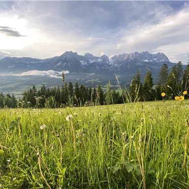 A green meadow with colorful flowers in the foreground and majestic mountains in the background. The sky is partly cloudy and the landscape looks calm and picturesque.