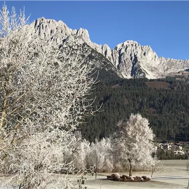 Eine winterliche Landschaft mit schneebedeckten Bäumen und majestätischen Bergen im Hintergrund. Der Himmel ist klar und blau.