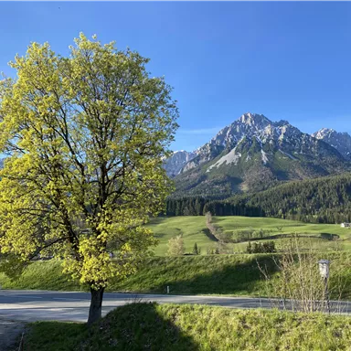 A large tree with fresh, green leaves stands next to a road. In the background, impressive mountains and lush meadows can be seen.