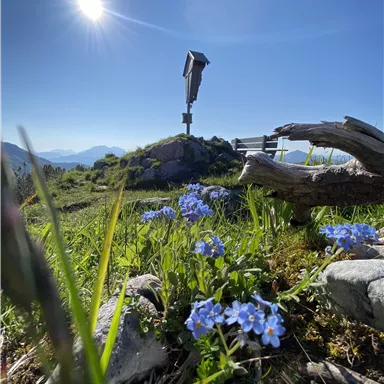 An alpine landscape with colorful forget-me-not flowers in the foreground. In the background, there is a wooden cross under a clear blue sky.