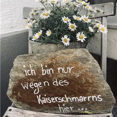 A stone with the inscription "I'm only here for the Kaiserschmarrn" sits on a wooden chair. In the background, white daisies are blooming.