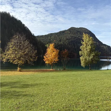 A tranquil lake surrounded by colorful trees in autumn. The mountains in the background complement the picturesque landscape.