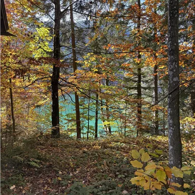 An autumn forest with colorful leaves and tall trees. In the background, a clear, blue lake is visible.