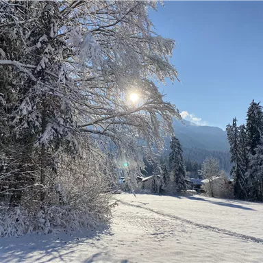 Eine verschneite Landschaft mit Bäumen und einem klaren blauen Himmel. Die Sonne strahlt durch die Äste der Bäume.