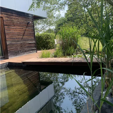 A modern outdoor area with a wooden walkway leading to a natural pond. Surrounded by green plants and trees under a clear sky.