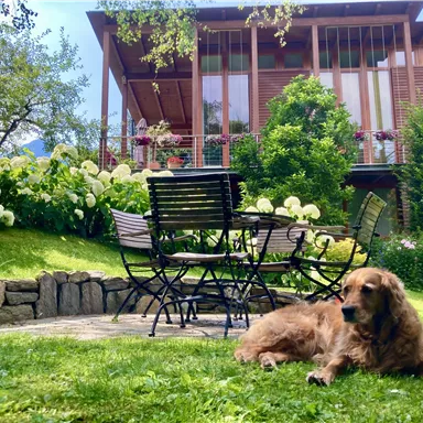 Ein Hund liegt entspannt auf der Wiese vor einem schönen Garten. Im Hintergrund sieht man ein modernes Haus und blühende Büsche.