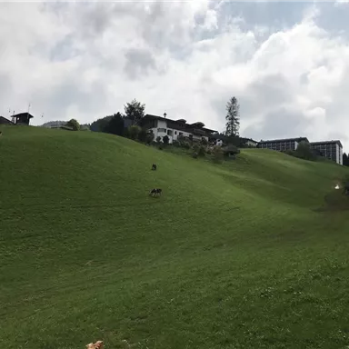 Eine grüne Hügelandschaft mit einigen Kühen und einem Bauernhaus im Hintergrund. Der Himmel ist teilweise bewölkt.