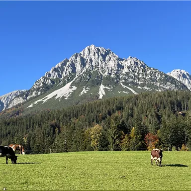 Eine idyllische Wiese mit Kühen, umgeben von hohen Bergen und einem klaren blauen Himmel. Die Natur ist grün und die Bäume verleihen der Landschaft eine friedliche Atmosphäre.