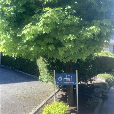 Ein Parkplatzschild für Menschen mit Behinderungen steht unter einem großen Baum. Die Umgebung besteht aus grünen Sträuchern und einem gepflasterten Weg.