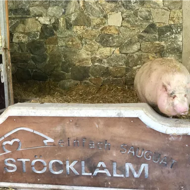Ein rosa Schwein steht vor einem Holzschild mit der Aufschrift "Stocklalm". Im Hintergrund sind Steine und Stroh zu sehen.