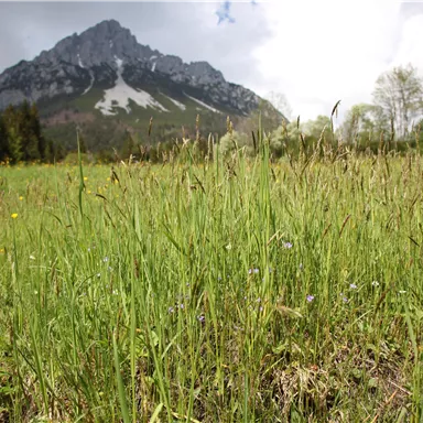 Eine grüne Wiese mit hohen Gräsern und bunten Blumen im Vordergrund. Im Hintergrund erstrecken sich majestätische Berge unter einem bewölkten Himmel.