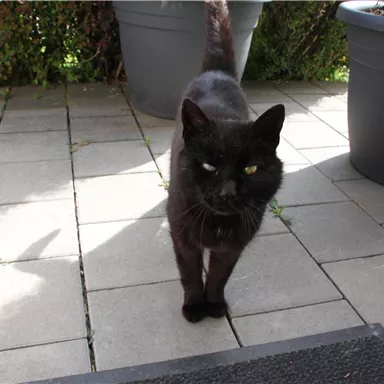 Eine schwarze Katze läuft auf einem gepflasterten Boden. Im Hintergrund sind Pflanzkübel zu sehen.