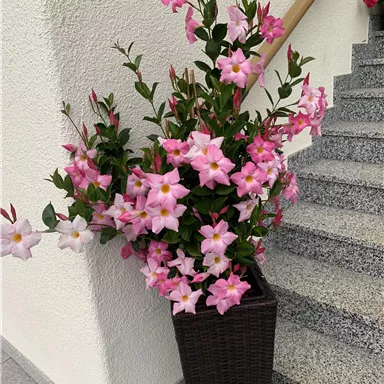 A large pot with pink flowers stands at a staircase. The flowers are lush and give the room a cheerful impression.