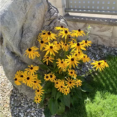 A colorful bouquet of many yellow sunflowers stands next to a large stone. In the background, a well-kept lawn can be seen.