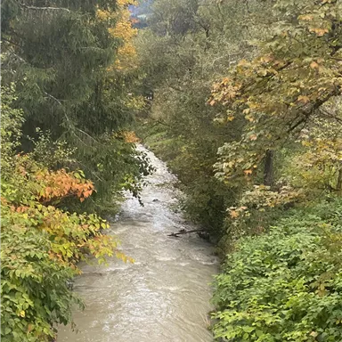 A small, flowing brook surrounded by trees and colorful autumn leaves. The water is murky and gently babbles through the landscape.