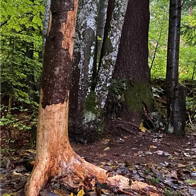 A tree stump in a forest with rough, peeling bark. In the background, there are more trees, and leaves are on the ground.