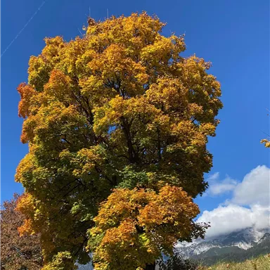 A magnificent tree with colorful, orange leaves against a clear blue sky. The autumn landscape offers a beautiful view of nature.