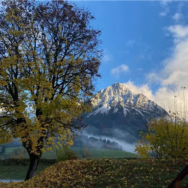 A picturesque mountain with snow and a colorful autumn landscape. In the foreground stands a tree with yellow leaves.