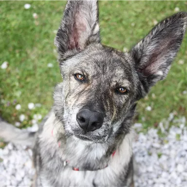 Ein Hund mit gestreiftem Fell und großen Ohren sitzt auf grünem Gras. Er schaut aufmerksam in die Kamera.