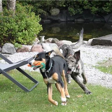 Zwei Hunde spielen fröhlich im Garten. Einer von ihnen trägt ein Spielzeug im Maul, während der andere ihm nachläuft.