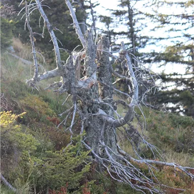 A weathered tree trunk with sparse branches stands in the foreground. The surroundings consist of green plants and shrubs that emphasize the forest character.