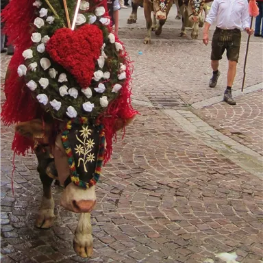 Ein festlich geschmücktes Rind mit Blumen und Herzdekoration zieht durch eine Straße. Im Hintergrund sind weitere Tiere und Personen in traditioneller Kleidung zu sehen.