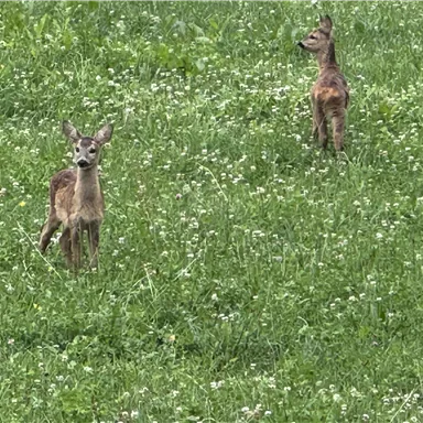 Blick aus dem Appartement