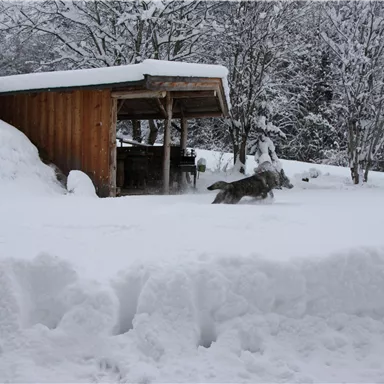 A snowy landscape with a wooden shed in the background. A dog is running through the deep snow.