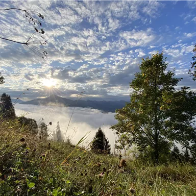 A picturesque view of a wooded landscape with fog and sunlight shining through the clouds. In the foreground, there are trees and tall grass.
