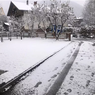A snowy winter landscape with tracks in the snow. In the background, trees and a house are visible.