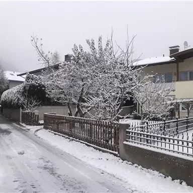 A winter landscape with snow-covered trees and a quiet road. The buildings in the background are slightly adorned and surrounded by snow.