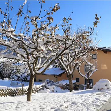 A snowy winter garden with snow-covered trees and houses in the background. The sky is clear and blue.