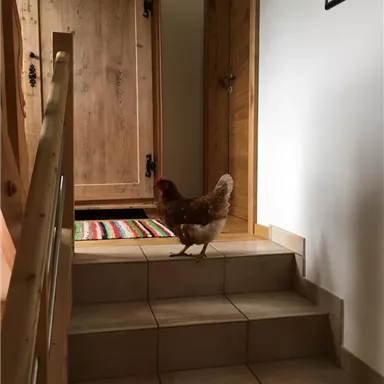 Eine Henne geht die Treppe hinauf in ein Haus. Im Hintergrund sind Holzmöbel und ein bunter Teppich sichtbar.
