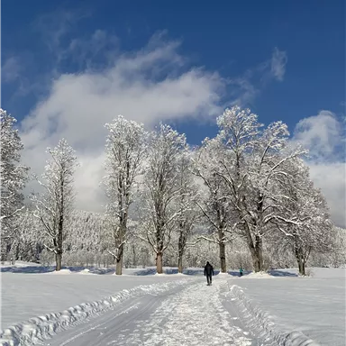 A snow-covered path leads through a winter forest with tall, snow-covered trees. The sky is clear and blue, and a person walks gently through the snow.