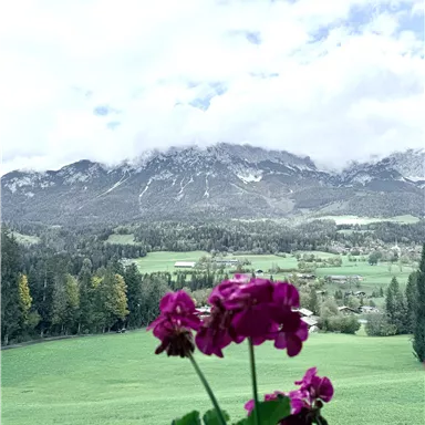 A blooming, violet little plant in the foreground. In the background, majestic mountains and green meadows can be seen under a cloudy sky.