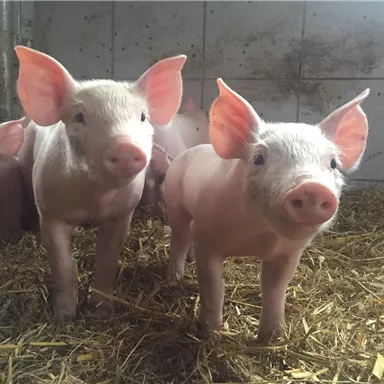 Four sweet piglets are standing in a barn environment on straw. They have large ears and curious faces.