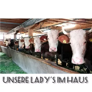 Eine Gruppe von Kühen steht in einem Stall. Die Tiere sind ruhig und haben einen klaren Blick.