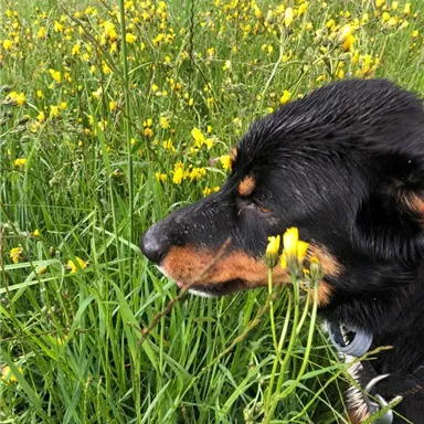 Ein Hund steht in einer blühenden Wiese mit gelben Blumen. Der Hund sieht aufmerksam aus und genießt die Umgebung.