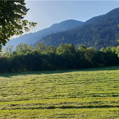 A green meadow with gentle hills in the background. The landscape is surrounded by trees and radiates tranquility.