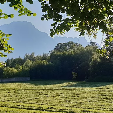 A green meadow with trees and gentle hills in the background. The sky is clear and it is early in the morning.