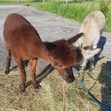 Two animals are standing on a gravel path. A brown alpaca grazes next to a light-colored donkey.