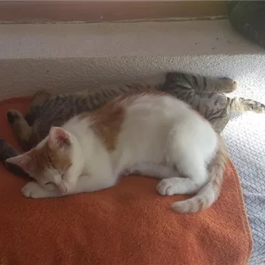 Zwei Katzen liegen gemütlich auf einer orangefarbenen Decke. Eine Katze ist weiß mit orangefarbenen Flecken, die andere ist grau gestreift.