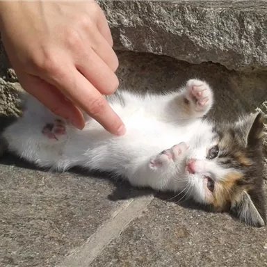 Eine süße Katze liegt auf dem Boden und spielt mit einer Hand. Sie hat ein geflecktes Fell und zeigt ihre Pfoten.
