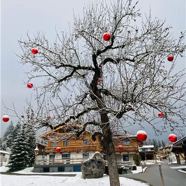 A bare tree stands in the snow and is decorated with red Christmas ornaments. In the background, four houses and a winter landscape can be seen.