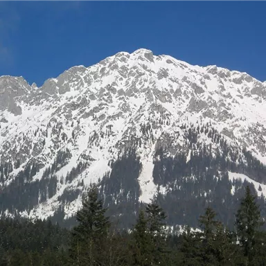 Ein beeindruckender Berg mit schneebedecktem Gipfel und grünen Wäldern im Vordergrund. Der Himmel ist klar und blau.
