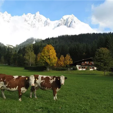 Zwei Kühe stehen auf einer grünen Wiese vor einem schönen Bauernhaus. Im Hintergrund sind majestätische Berge unter einem teilweise bewölkten Himmel zu sehen.