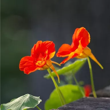 Two bright orange flowers are standing on a wooden board. The flowers are surrounded by green foliage and radiate freshness and color.