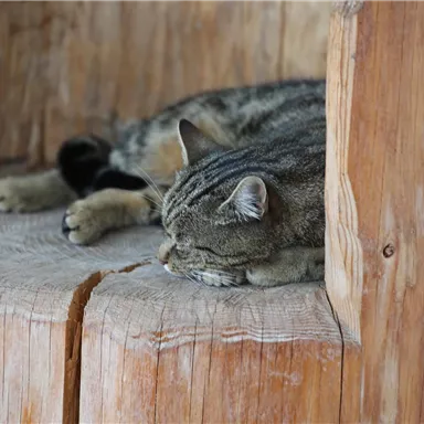 Eine schlafende Katze liegt entspannt auf einem Holzblock. Ihr gestreiftes Fell und die ruhige Pose strahlen Gemütlichkeit aus.