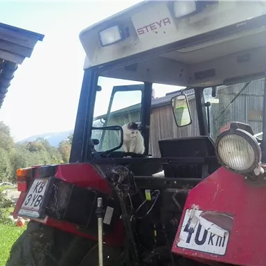 Ein roter Traktor steht auf einem Feld, während eine Katze auf dem Fahrersitz sitzt. Im Hintergrund sind Gebäude und eine grüne Landschaft zu sehen.
